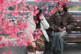 龟山公园早樱盛开图片