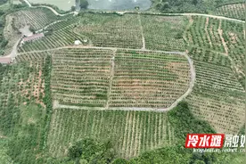 永州冷水滩：青桃喜丰收 果香溢满园图片