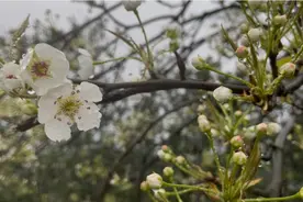 忽如一夜春风来！四川自贡大安三多寨千树万树梨花开！图片