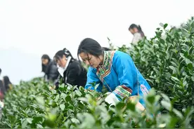 2025年“贵州绿茶”第一采开采 少数民族茶农园中劳作图片