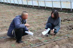 大棚蔬菜遇低温 农技专家来支招图片