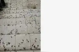 麻了！路面、空中都是虫，重庆网友：密集恐惧症都犯了图片