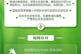 提醒！遇隐翅虫第一反应要用力吹走，不可拍打图片