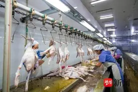 泰兴现代农业产业园： 加力提速重大项目建设，推动高质量发展图片