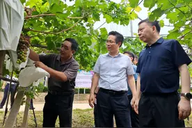 【聚焦两会】苏陕协作创共赢，资金、产业、人才三箭齐发，合阳焕发新活力图片