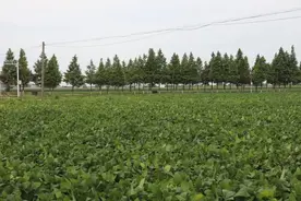 “夏吃豆，胜似肉”，奉贤地产毛豆大量上市啦！图片