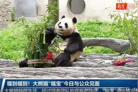 大熊猫“福宝”一露面便成“顶流”，“受虐”谣言不攻自破图片
