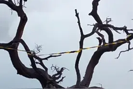 中国游客在印尼火山坠亡事故后续：事发悬崖口被封，崖边网红树被警戒线缠绕图片
