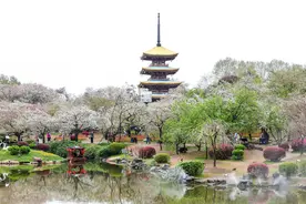 今日现场实拍！武汉樱花：还在开，勿cue图片