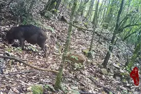 千城百县看中国｜湖北鹤峰：红外相机捕捉野生动物图片