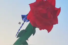 一朵大“玫瑰”，即将在潍坊上空盛开图片
