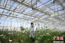 甘肃酒泉戈壁滩育“种”播全球图片