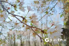 【100天的春季 100分的美丽】“樱花雨”来了！贵安新区万亩樱花进入最佳观赏期……图片