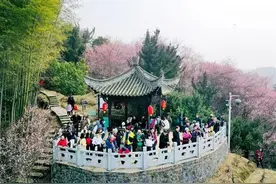歙县：“一枝梅”绽放“满园春”图片