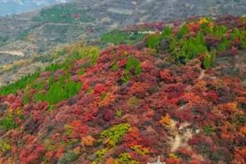 济南近郊 漫山红叶令人醉图片