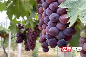 岳阳平江：端牢绿色“果篮子”，鼓起果农“钱袋子”图片