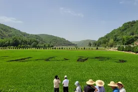 「高质量发展调研行」走进南泥湾 恍如在江南图片