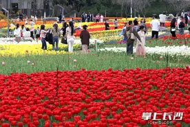 200亩浪漫花海五彩缤纷，长沙春季花卉艺术展等你来打卡图片