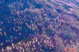 瞰万亩粉红花海 赏中国最晚盛开的“春花”图片