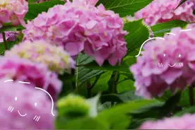 初夏的顶流——绣球！已在闵行这些地方“成群结队”啦图片