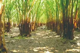 灾后农业恢复生产技术指南图片