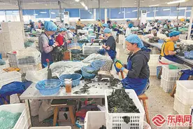 宁德市霞浦县：一根海带引发的同频共振图片