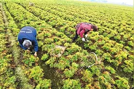 川芎：“川药首药”的前世今生（道地药材巡礼·四川篇）图片