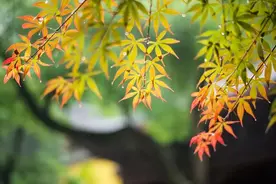 文学 | 秋天的味道图片