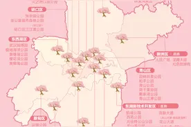 武汉221处赏樱点公布，“楚”字头国樱新品正开放，武昌“网红”赏樱路三月中开花图片