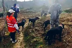 多地缺钱暂停捕猎，野猪真的已“泛滥”？专家建议开展枪猎，可出售食用图片