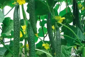 变种菜为“点菜”——云南孟定蔬菜产业发展观察图片