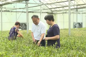 安徽舒城：党建引领发展 产业支撑振兴图片