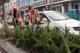 铜山公路部门206国道补植龙柏5万余棵图片