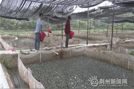 松滋市：牛蛙养殖路 致富顶呱呱图片