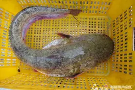 辨词：有着夸张大嘴的“鲇”是啥？图片