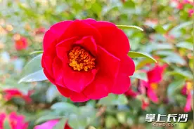 “冬之韵”花展启幕，省植物园邀你来打卡图片