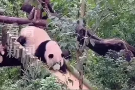 可可爱爱！“花花”学会玩滑梯后，连睡觉都抱着图片