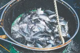 海南水产领“鲜”出海图片