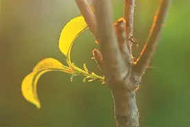 它硬掏出一朵花来给我看图片