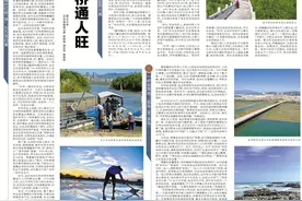 盐洲岛：红树林白鹭归巢 生态岛桥通人旺图片