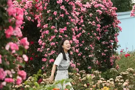 云南大学30余亩食用玫瑰盛放 “玫瑰花宴”登场图片