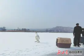 兰州野生动物救护中心救护大、小天鹅并放归大自然图片