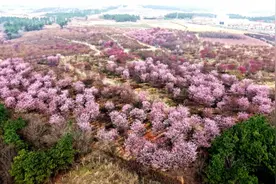 巢湖300多亩樱花次第盛开图片