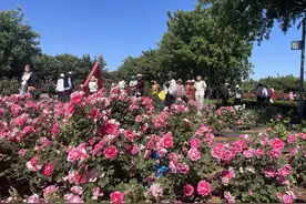 第34届莱州月季花节启幕！图片