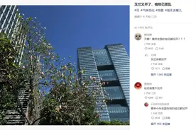 桂花没开，玉兰、樱花却反季开放！今年怎么了？图片