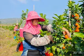 瞰江西！漫山金果采摘忙 千亩橘林迎丰收图片