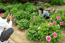 品国色天香 赏商都锦绣图片