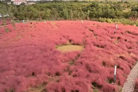 秋色缤纷，一起来滨江森林公园开启一场“滨”纷大冒险！图片
