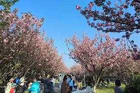 春日浪漫“天花板”！荆州绝美樱花花海持续上线……图片