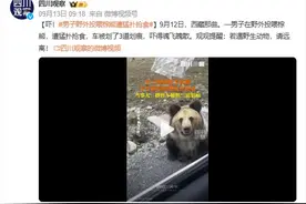 男子野外投喂棕熊遭猛扑抢食！熊有多危险你根本想不到图片